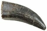 Serrated Tyrannosaur Tooth - Judith River Formation #263821-1
